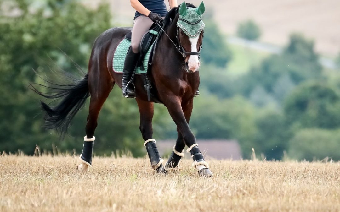 8 Übungen für ein besseres Reitgefühl im Sattel