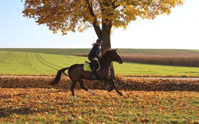 Angstfrei reiten: So gewinnst du Vertrauen zu dir und deinem Pferd