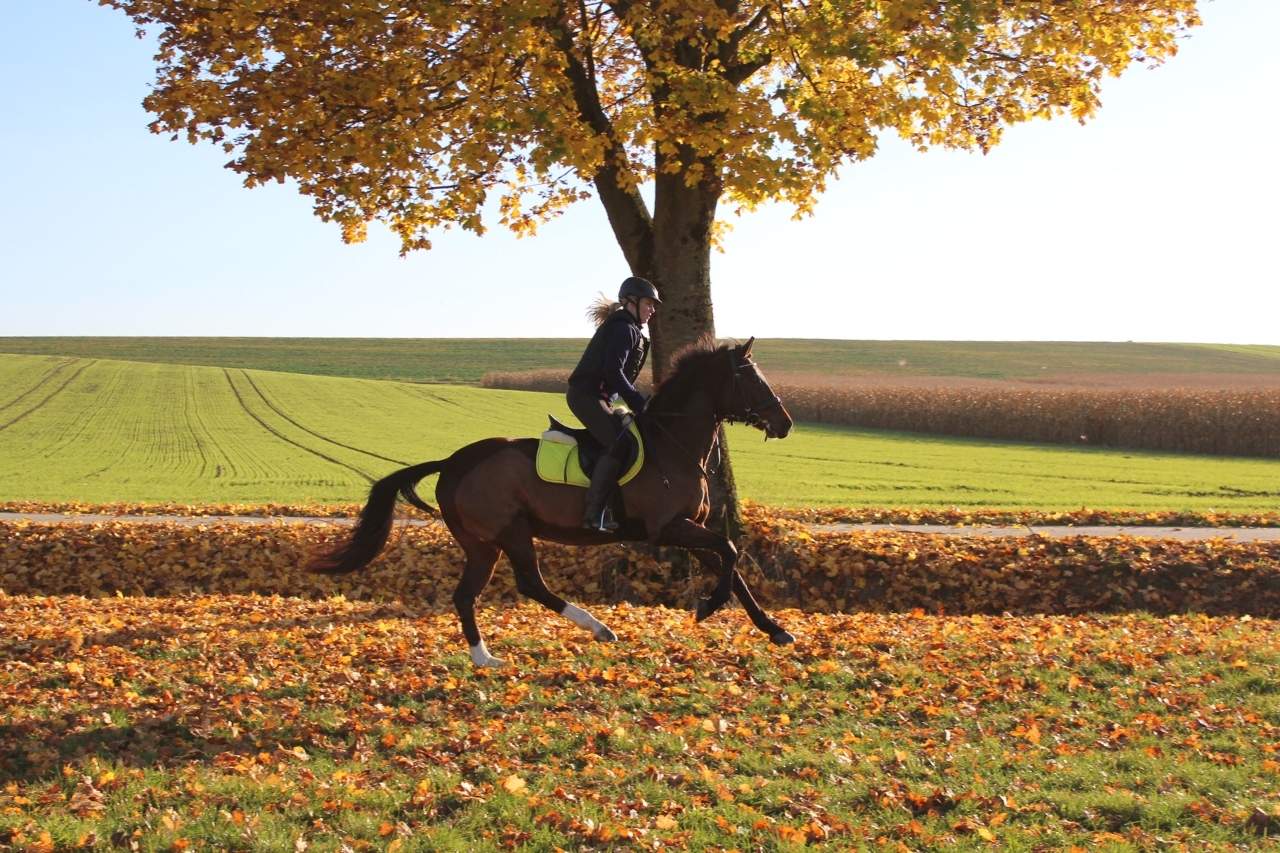 angstfrei reiten