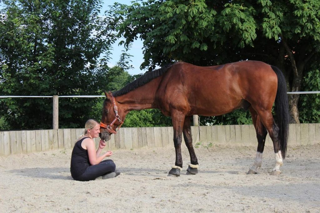 angstfrei reiten