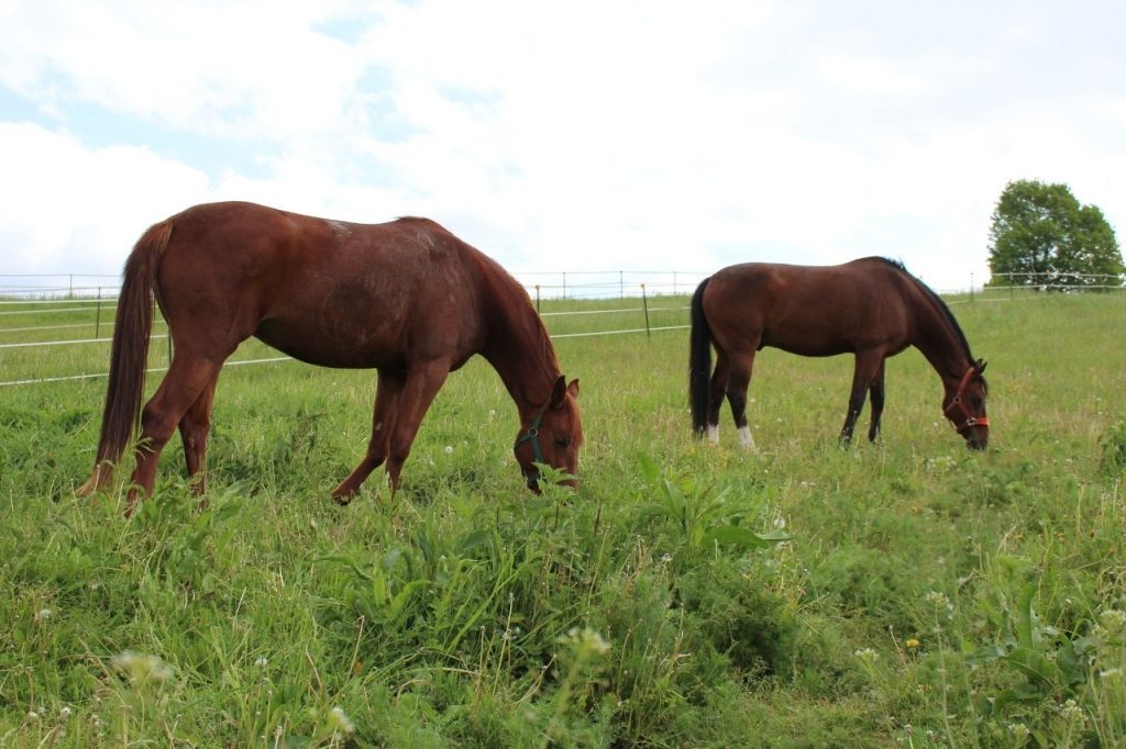 angstfrei reiten