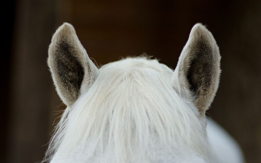 Reitlehre einfach erklärt: Die wichtigsten Grundlagen für Freizeitreiter