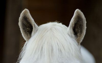 Reitlehre einfach erklärt: Die wichtigsten Grundlagen für Freizeitreiter