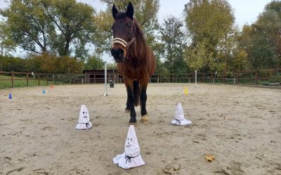 Oktober Recap 2025: Vom Shetty Ausflug bis hin zum Einzug in das Reiterstübchen