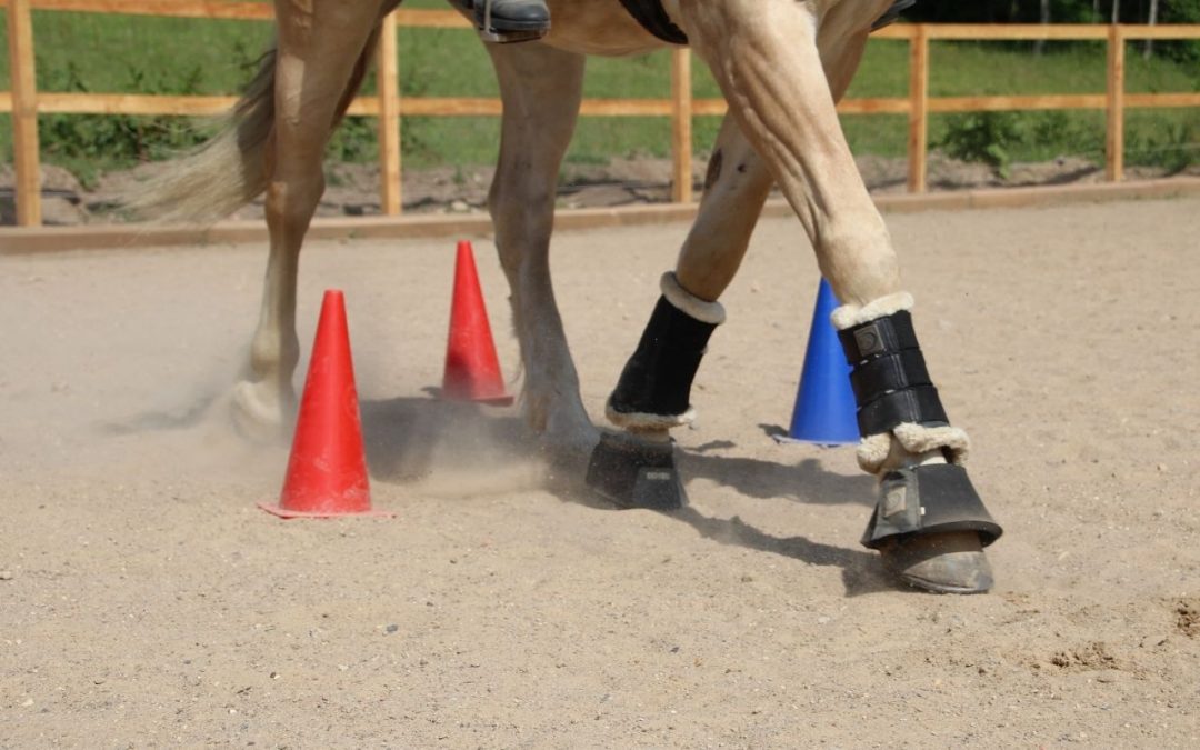 Die einfache Schlangenlinie reiten, um Stellung und Biegung zu verbessern