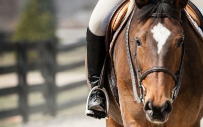 Die Hilfengebung beim Reiten einfach und anschaulich erklärt