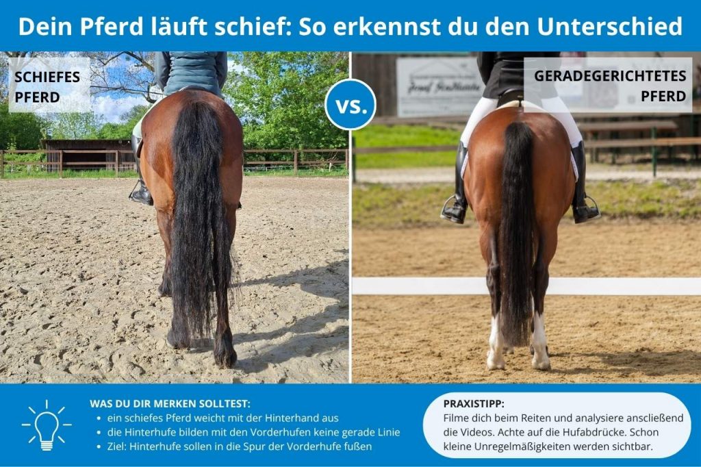 Pferd läuft schief