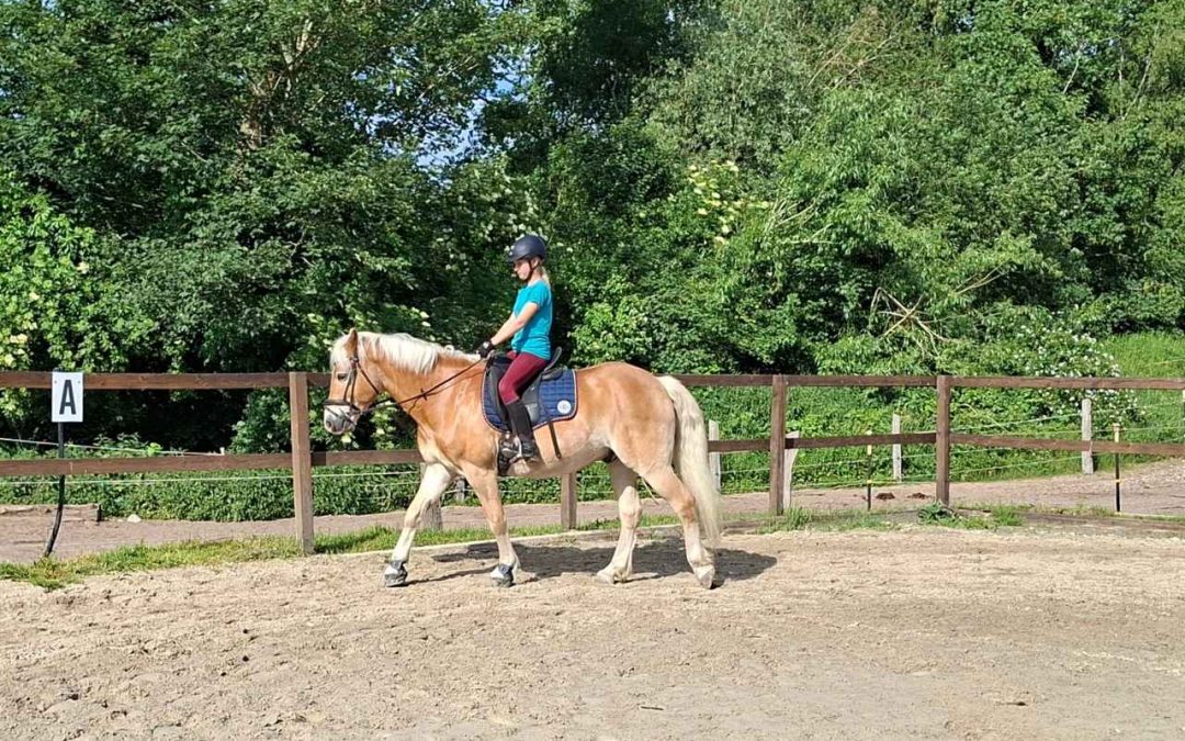 Wie oft solltest du dein Pferd reiten?