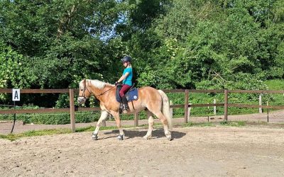 Wie oft solltest du dein Pferd reiten?