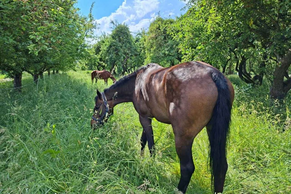 wie-oft-pferd-reiten